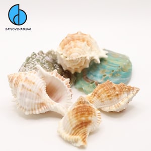 Könnte beinhalten: Eine Sammlung von Muscheln in verschiedenen Formen und Größen, mit Farben von Creme und Beige bis hin zu Andeutungen von Blau und Grün. Die Muscheln sind auf einer weißen Oberfläche angeordnet und zeigen ihre natürlichen Texturen und Muster. Das Logo "BATLOVENATURAL" ist sichtbar.