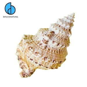 May include: A natural seashell with a textured surface. The shell is primarily cream-colored with brown spots and markings. The shell has a spiral shape and a pointed end. The logo "BATLOVENATURAL" is in the upper left corner.