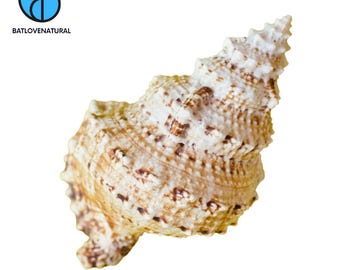 Große Tutufa Rubeta Muscheln (Froschmuscheln): Natürliche Muschel für Kunsthandwerk & Dekor