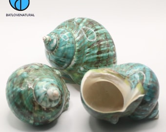 Large Green Turbo Turban Shell: Natural Hermit Crab Shell, Home Decor