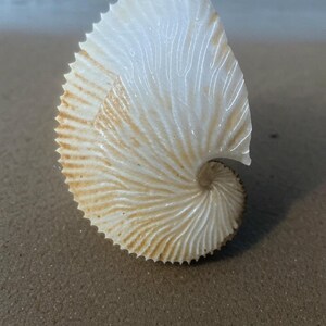 May include: A nautilus shell with a spiral shape, resting on a sandy beach. The shell is white with tan and brown accents, and has a textured surface. The shell's spiral design is a prominent feature.