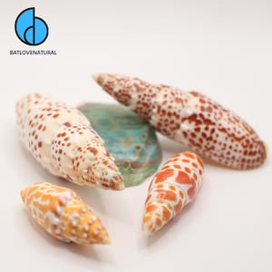 Natural Mitra Shells: Beach Decor, Shell Crafts & Collecting