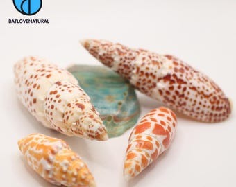 May include: A collection of seashells in various shapes and sizes. The shells feature a mix of colors, including white, orange, and brown, with speckled patterns. A teal and green shell is also present. The logo "BATLOVENATURAL" is in the upper left corner.