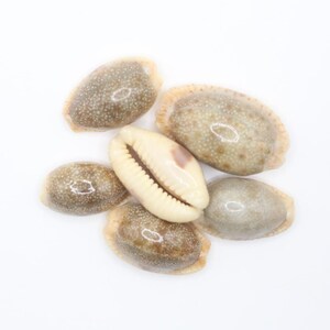May include: A collection of six cowrie shells. The shells vary in color, with speckled brown and tan exteriors and a smooth, off-white interior. One shell is open, revealing its toothed interior.