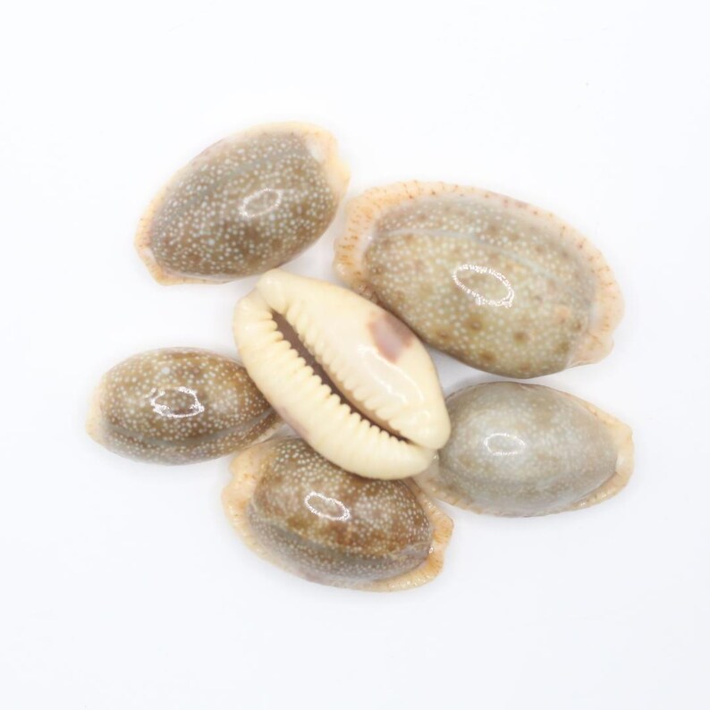 May include: A collection of six cowrie shells. The shells vary in color, with speckled brown and tan exteriors and a smooth, off-white interior. One shell is open, revealing its toothed interior.