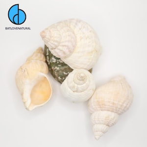 Puede incluir: Una variedad de conchas marinas de diversas formas y tamaños, con colores que van del crema al marrón claro. Una concha tiene un patrón moteado verde y gris. El logotipo "BATLOVENATURAL" está en la esquina superior izquierda.