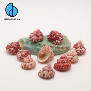 May include: A collection of small, conical seashells with mottled red and white patterns arranged around a larger, iridescent green and blue shell fragment. The logo BATLOVENATURAL is visible in the top left corner with a blue circular icon.