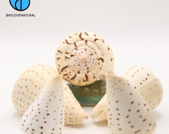 Conus Betulinus Seashells: Natural Beach Decor, Shell Art