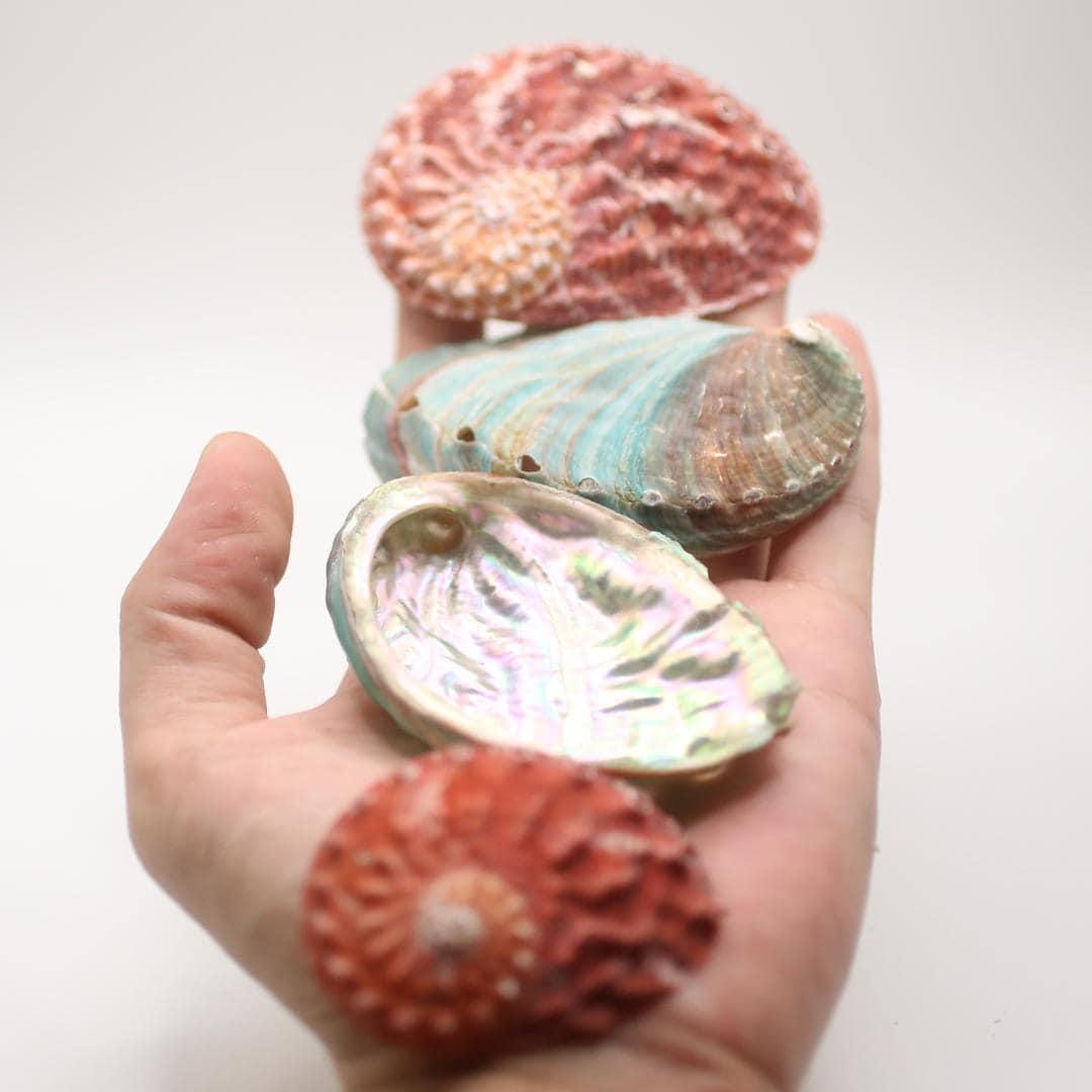 色とりどりのアワビの貝殻：自然な虹色の室内装飾 - Etsy 日本