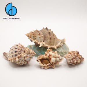 Bursa Seashell: Natural Ocean Shell for Coastal Decor