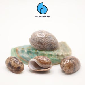 Bulla Ampulla Seashell: Natural Beach Decor, Shell Crafts