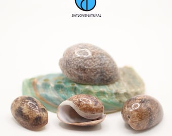 Bulla Ampulla Seashell: Natural Beach Decor, Shell Crafts
