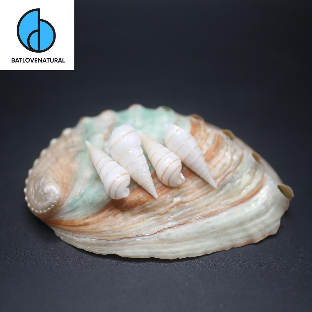 Photo inspiration: Niso Hizenensis Seashells Natural Home Aquarium Decor Photo Inspiration