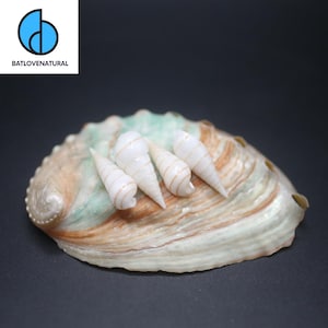 Niso Hizenensis Seashells: Natural Home & Aquarium Decor