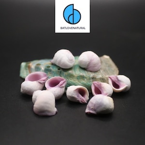 Coralliophila Violacea Seashell: Natural Purple Snail Shell