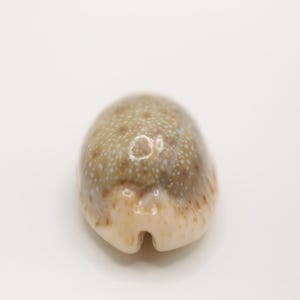 May include: A small, oval-shaped seashell with a smooth, glossy surface. The shell features a speckled pattern of white and brown, with a creamy white base and a small notch at the bottom. The shell is a natural, organic shape.