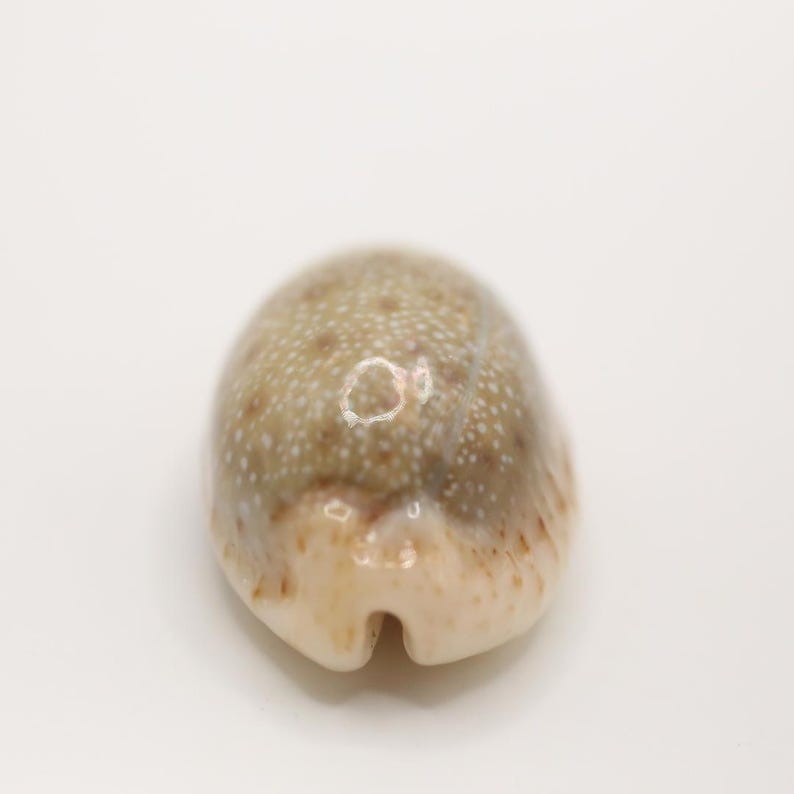 May include: A small, oval-shaped seashell with a smooth, glossy surface. The shell features a speckled pattern of white and brown, with a creamy white base and a small notch at the bottom. The shell is a natural, organic shape.
