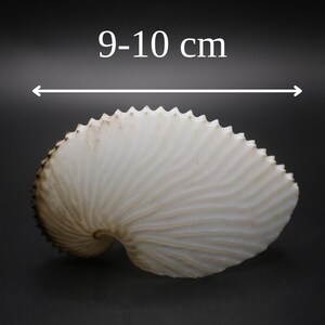 May include: A cream-coloured nautilus shell with brown edges is shown against a dark backdrop. The shell measures 9-10 cm across. The shell's surface has a textured, ridged pattern.