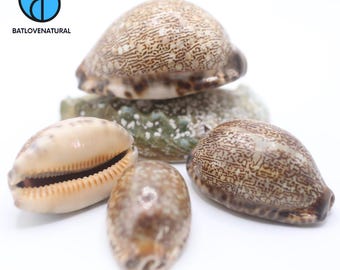 Crypraea Eglantica Shells - Natural Snail Shell Decor & Collectibles by BatLoveNatural, Beach  Ocean Gift