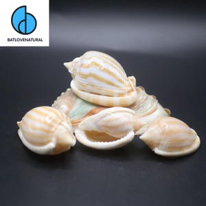 May include: Four seashells with brown and white stripes. The shells are arranged in a pile on a black background.