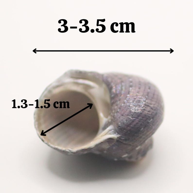 May include: Close-up of a small, purple-gray seashell. The shell measures 1.3-1.5 cm across the opening and 3-3.5 cm in length. The shell has a textured surface and a spiral shape, with a light-colored interior.