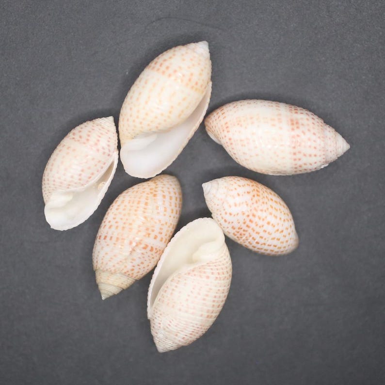 Pupaeform Shell Pupa Solidula Seashells: Natural Beach Decor, Shell Crafts - Etsy