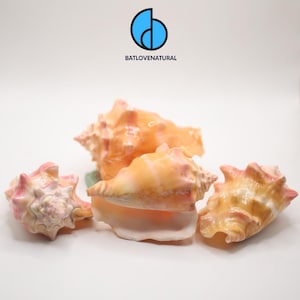 Może przedstawiać: Trzy naturalne muszle o gładkiej, spiralnej strukturze z gradientem miękkich odcieni brzoskwini, kremu i jasnego różu. Muszle posiadają skomplikowane grzbiety i spiczaste końce, ułożone razem na jednolitym białym tle.