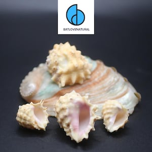 Puede incluir: Una colección de conchas marinas de varios tamaños y formas, con una mezcla de tonos beige, rosa y blanco. Las conchas están dispuestas sobre un fondo oscuro, con el texto "BATLOVENATURAL" en un recuadro blanco.