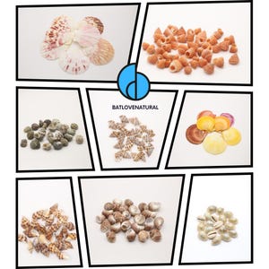 Combinazione di piccole conchiglie - Fai da te - Accessori decorativi - Varie dimensioni di conchiglie e lumache decorative - Bellissimi design