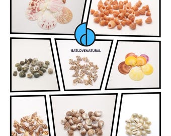 Tiny Seashells Combo: DIY Decor Accessories - Various Sizes
