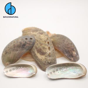 Abalone Shell Set: Haliotis Asinina, Natural Decorative Seashells
