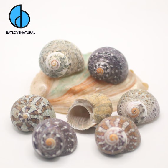 Mexican Turbo Shell: Hermit Crab Shell, Decorative Seashell