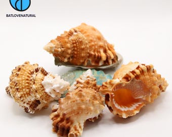 May include: A collection of various seashells in shades of brown and tan, with intricate textures and patterns. The shells are arranged on a white surface, with the logo "BATLOVENATURAL" in the upper left corner. The shells vary in size and shape.