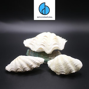 Ocean Giant Clam Shell Real Tridacna- Decorative shells in various sizes..