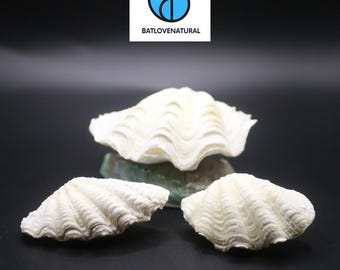 Ocean Giant Clam Shell Real Tridacna- Decorative shells in various sizes..