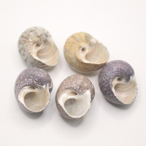 May include: Five seashells with spiral patterns and varying colors, including tan, gray, and purple. The shells have a smooth, pearly interior and are arranged on a white surface. These natural shells are perfect for beach-themed decor or crafts.
