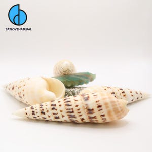 Terebra Maculata Shell: Natural Seashell for Crafts & Decor