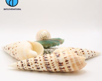 Terebra Maculata Shell: Natural Seashell for Crafts & Decor