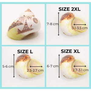 May include: Four decorative seashells in various sizes, each with dimensions labeled. The largest, size 2XL, measures 7-8 cm in height and 3.1-3.5 cm across. Size XL is 6-7 cm tall and 2.7-3.1 cm across. Size L is 5-6 cm tall and 2.3-2.7 cm across.