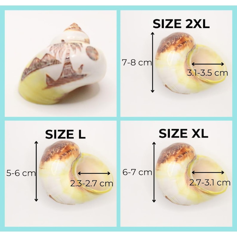 May include: Four decorative seashells in various sizes, each with dimensions labeled. The largest, size 2XL, measures 7-8 cm in height and 3.1-3.5 cm across. Size XL is 6-7 cm tall and 2.7-3.1 cm across. Size L is 5-6 cm tall and 2.3-2.7 cm across.