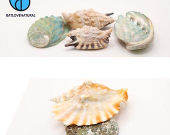 May include: A collection of seashells in various shapes and colors, including a large, cream-colored conch shell with orange accents. Other shells include a teal abalone shell and several smaller, textured shells. The logo "BATLOVENATURAL" is in the upper left corner.