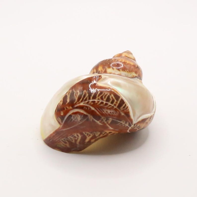 May include: A pearlescent seashell with brown and cream patterns. The shell has a spiral shape with a smooth, glossy surface. The brown patterns are intricate and detailed, adding visual interest to the natural form.