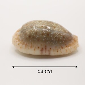 May include: A speckled, oval-shaped seashell with a light brown and white pattern. The shell measures 2-4 cm in length. The shell has a smooth, polished appearance and is set against a white background.