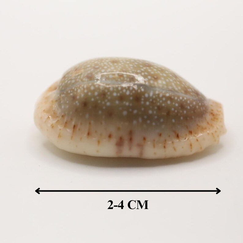 May include: A speckled, oval-shaped seashell with a light brown and white pattern. The shell measures 2-4 cm in length. The shell has a smooth, polished appearance and is set against a white background.