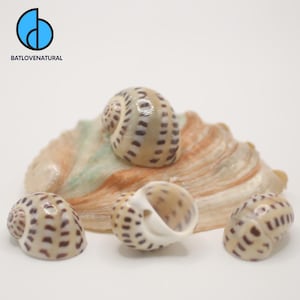 Puede incluir: Cuatro conchas marinas pequeñas en forma de espiral con un patrón moteado beige y marrón se exhiben sobre una concha más grande y multicolor. Las conchas están dispuestas sobre un fondo blanco. El logotipo "BATLOVENATURAL" está en la esquina superior izquierda.