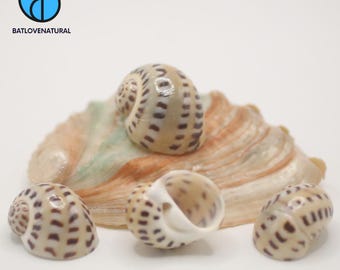 May include: Four small, spiral-shaped seashells with a beige and brown spotted pattern are displayed on a larger, multi-colored shell. The shells are arranged on a white background. The logo "BATLOVENATURAL" is in the upper left corner.
