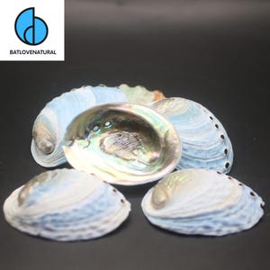 May include: Several iridescent abalone shells with a pearlescent interior and a blue and white exterior. The shells are displayed against a dark backdrop. The logo "BATLOVENATURAL" is visible in the top left corner.
