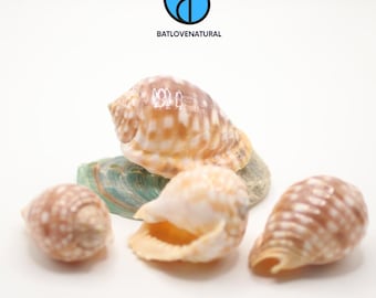 Malea Pomum Shells - Hermit Crab Shell - Decorative shells in various sizes.