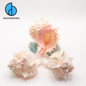 ROSE MUREX Shells for Hermit Crabs - Decorative Tapestry Shells in Various Sizes by Batlovenatural