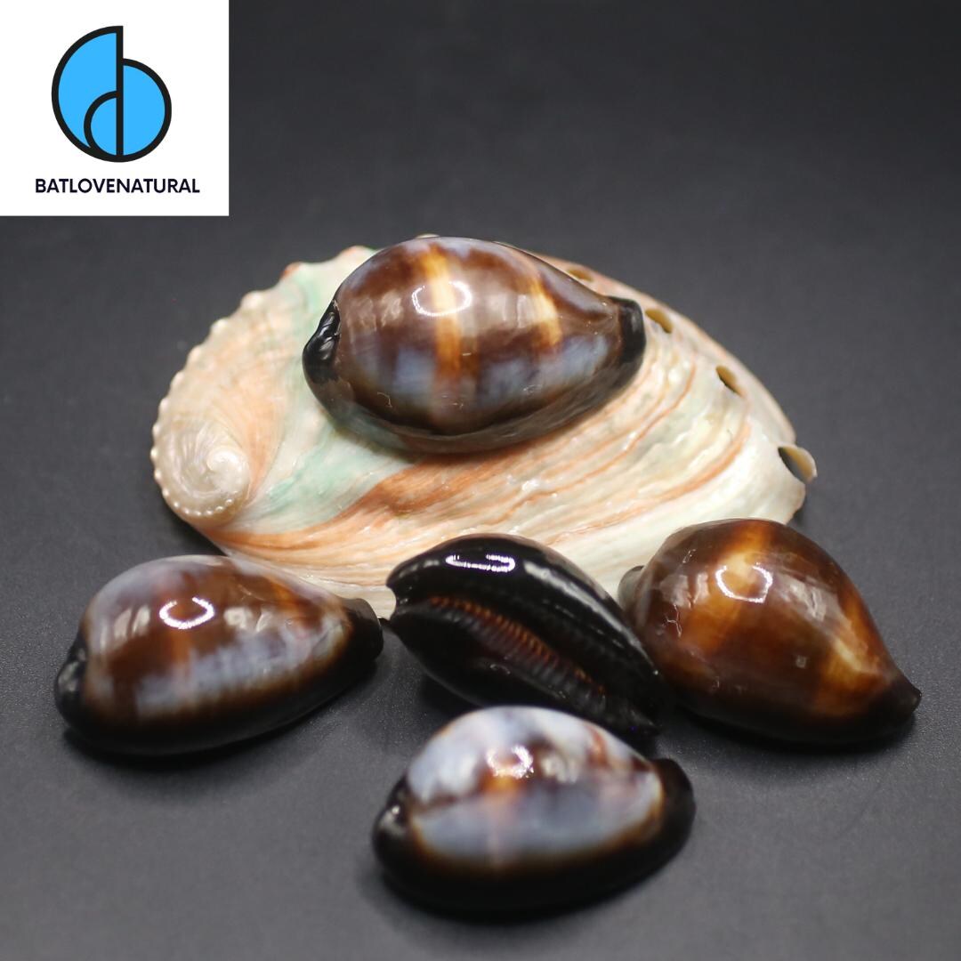 Triexta Ocean Shell Cypraea Onyx Seashell : Natural Shells for Art & Decor - Etsy